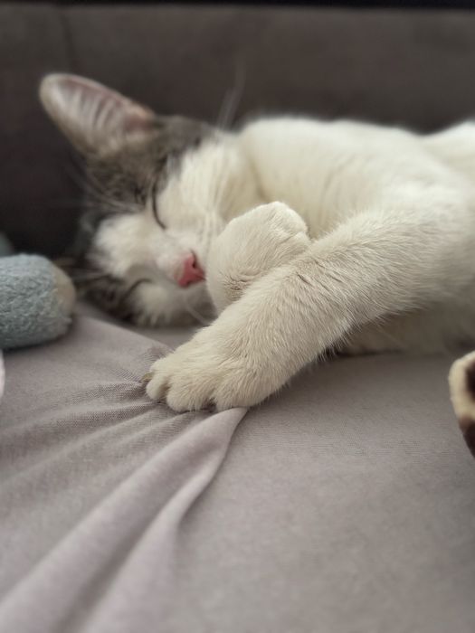 СРОЧНО ищем дом для кошечки