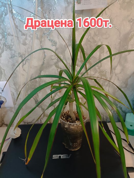 Комнатные растения кжби