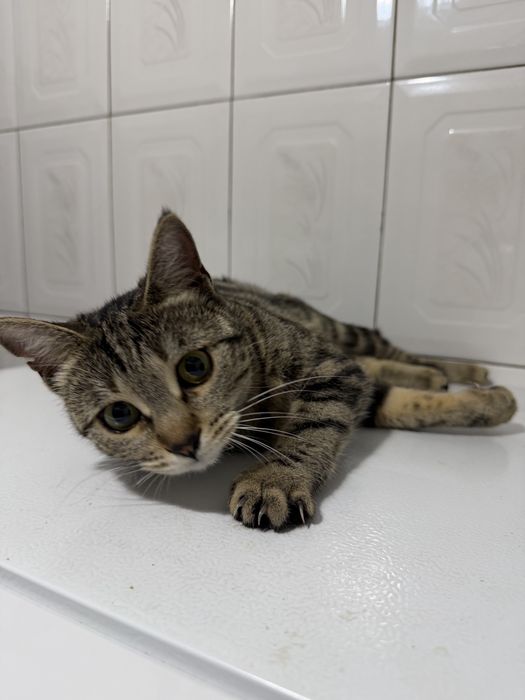 Мушук болалари яхши колларга