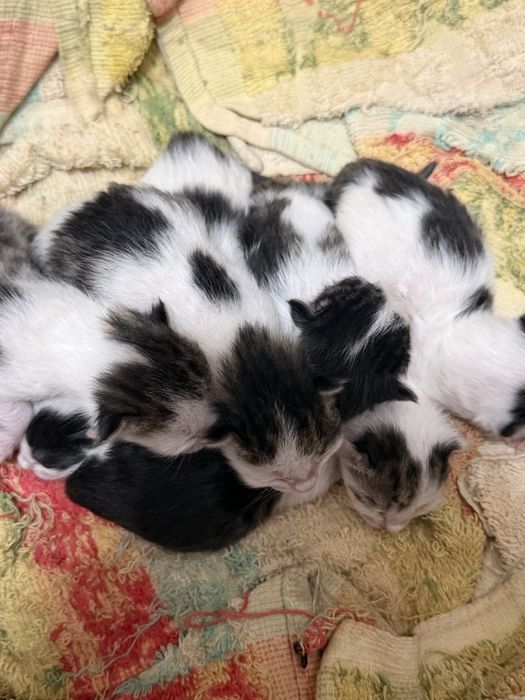 Отдам даром красивых и здоровых котят.