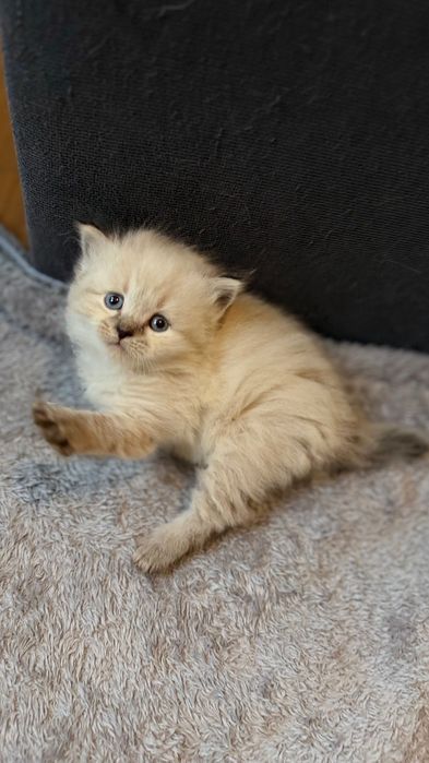 Котета сибирска нева маскарадна