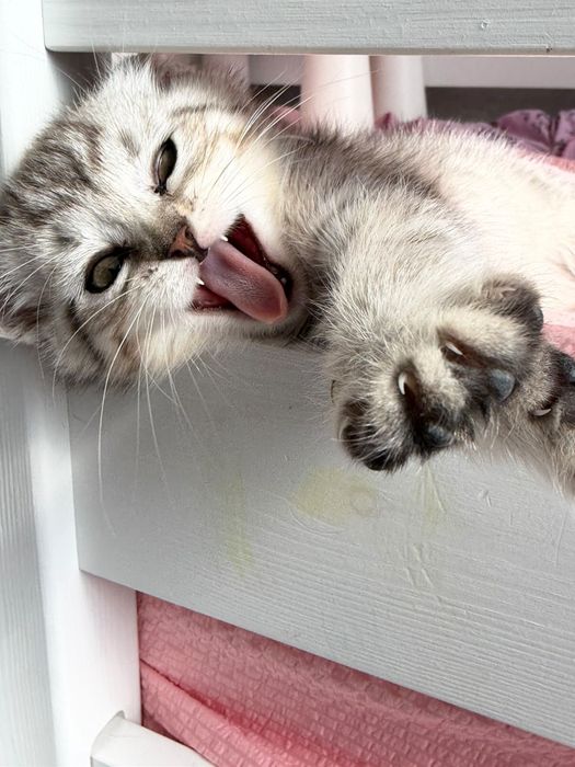 Котенок 2 месячный
