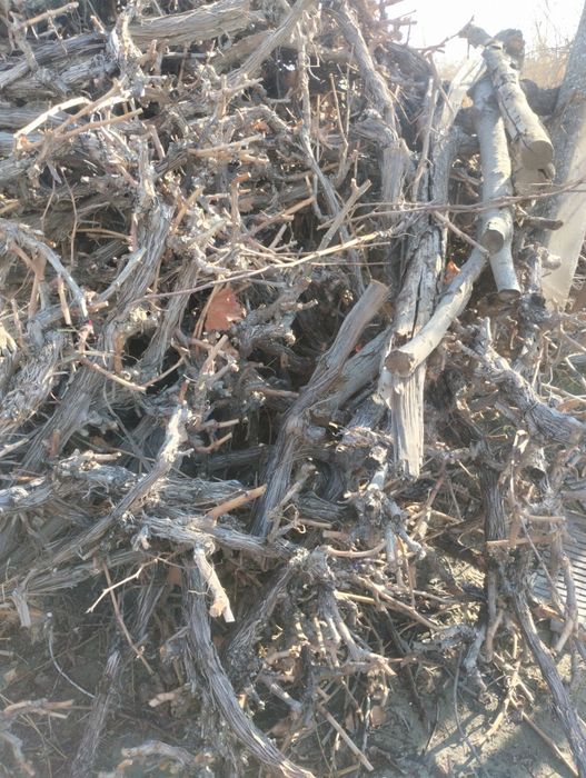 Tolor kunda sotiladi