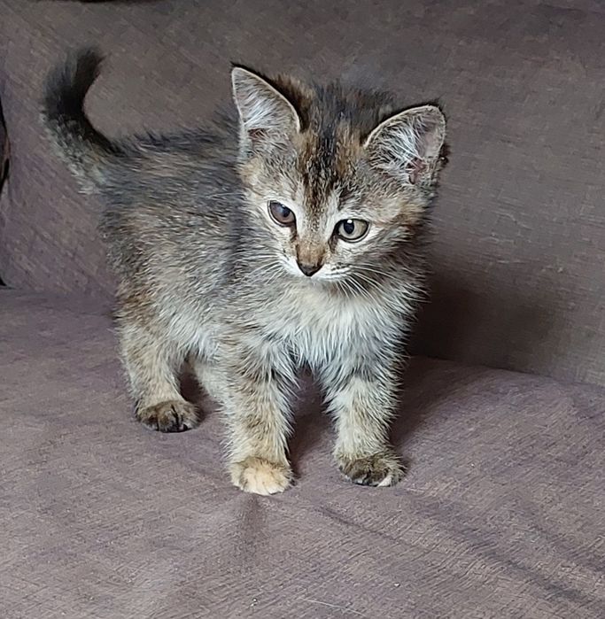 Отдам котенка в добрые руки