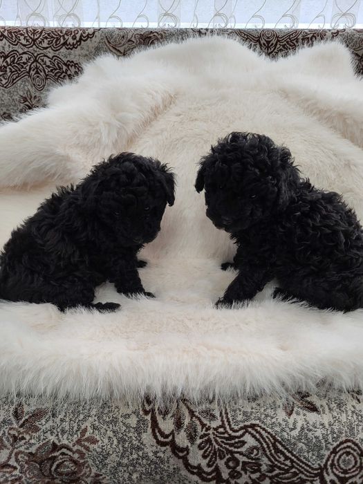 Toy Pudel  женски и мъжки