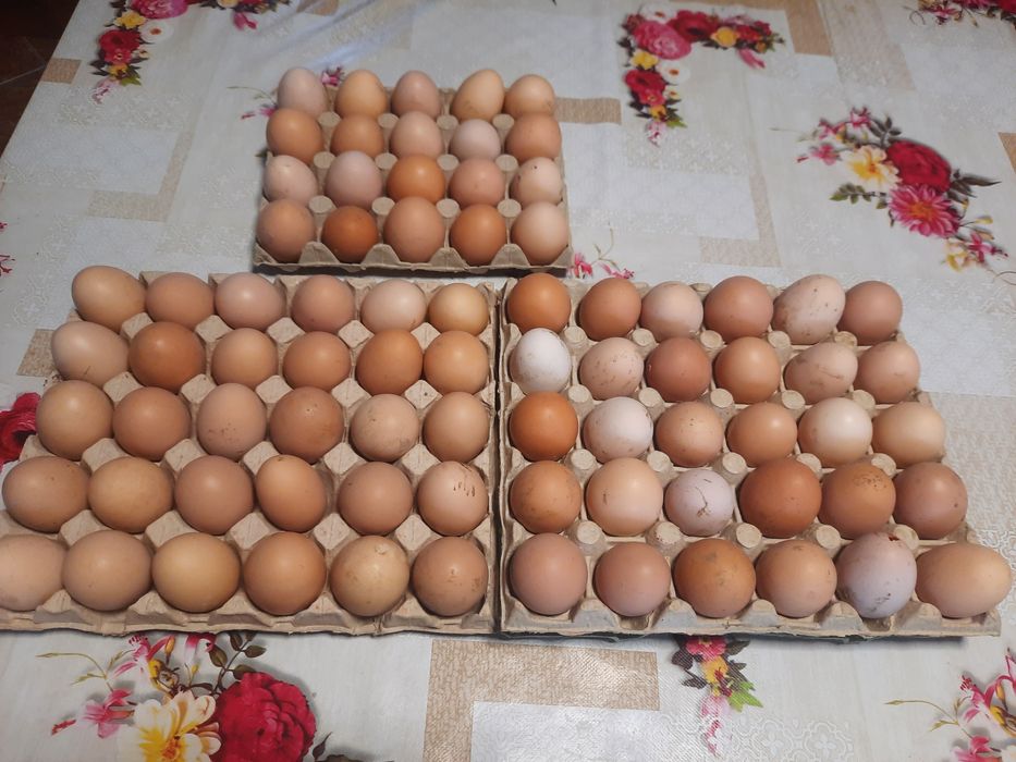 Oua de gaina BIO, proaspete  / Oua de casă pentru consum sau incubat
