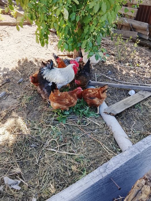 Продам куриц и петух молодые