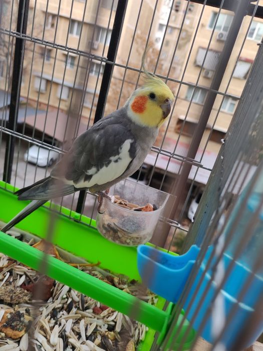 Корелла тотиси тоза парода