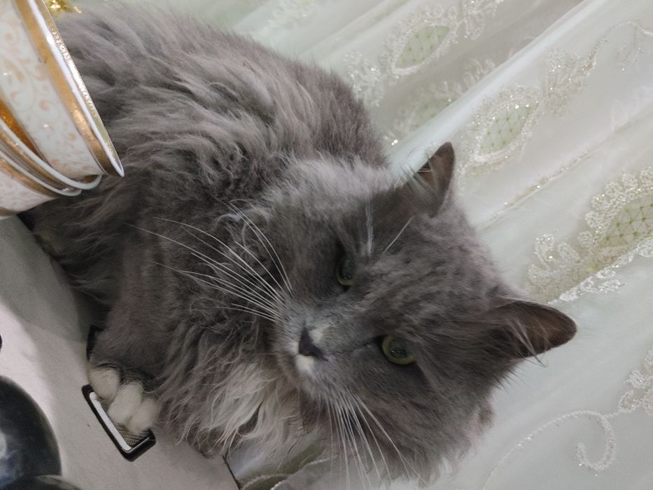 нибуленг кошка парень