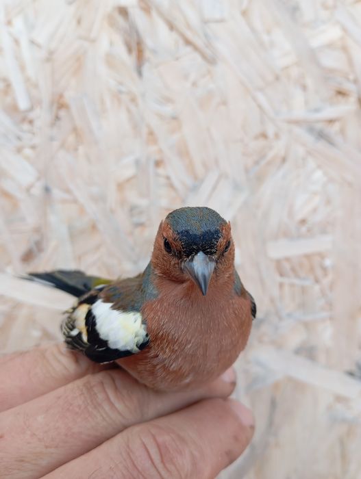 Продам выдержанную птицу