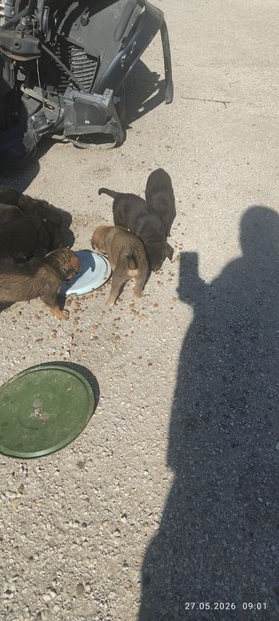 Малки кученца за осиновяване.