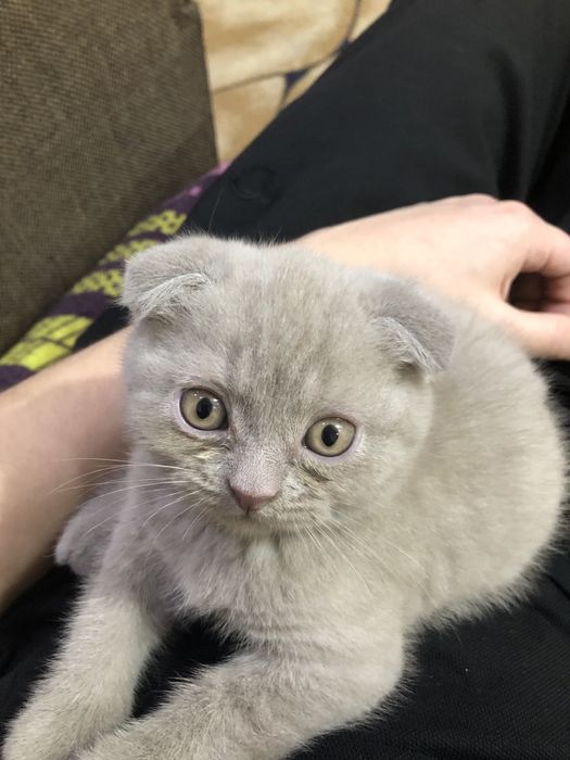 Котята в добрые руки.