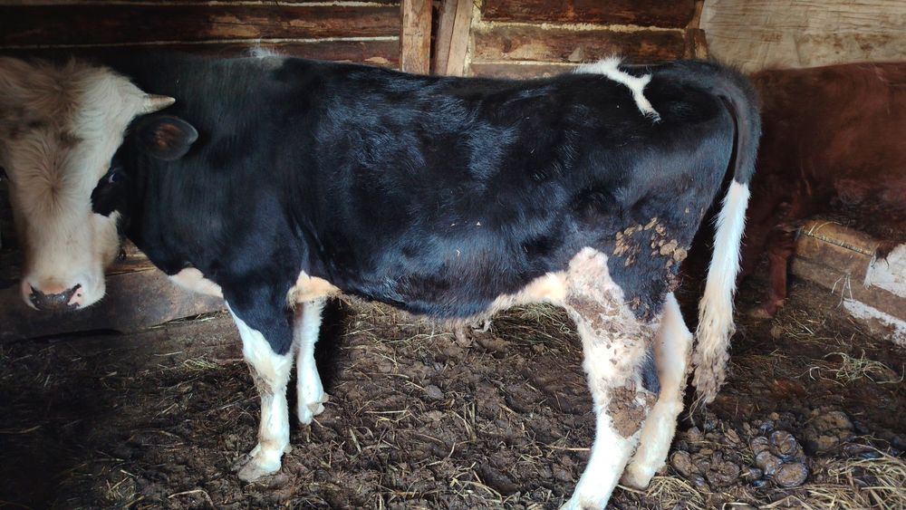 Продам бычков возраст 1 год