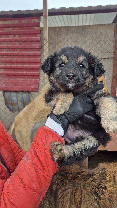 Щенок ищет доброго хозяина