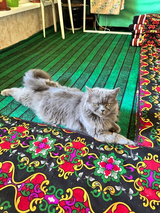 Пропал кот в 9-микрорайоне