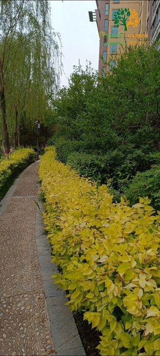 Янгилик! Вяз голден. Сарик сада кайрагоч чет давлатидан келтирилган