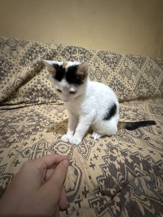 бебе котенце си търси дом