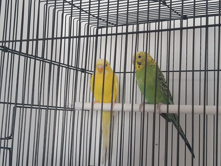 Попугайлар сатылады