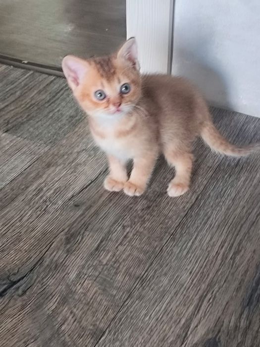 Котята метисы в продаже