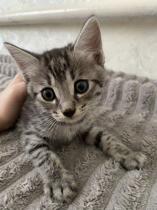 Отдам котят даром