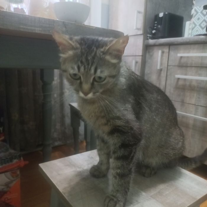 Отдам кошку девочку