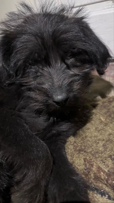 Ит,Собака Бесплатно