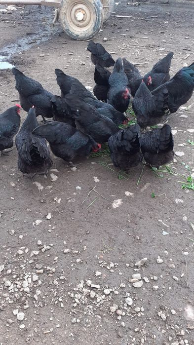 Vând oua australorp. Pui australorp. Păsări australorp