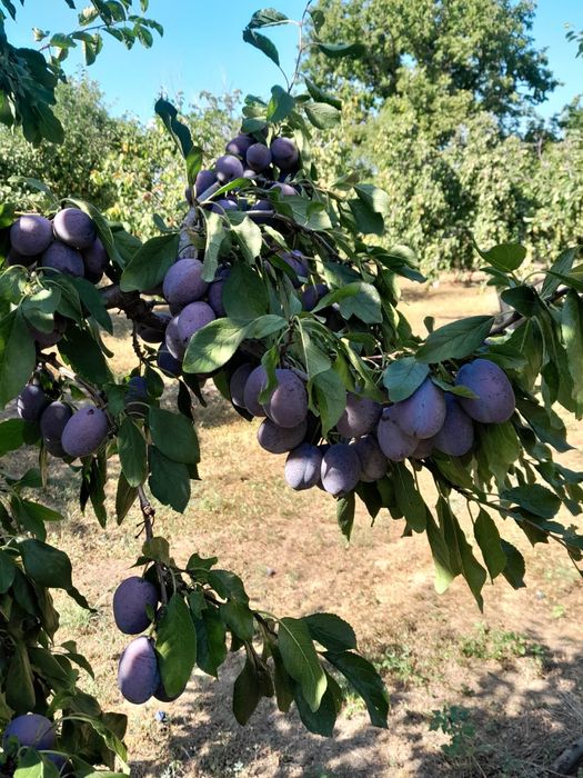 Vand prune de tuica