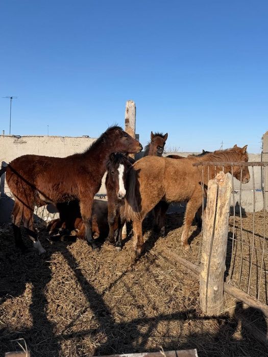 Продам жеребят цена договорная
