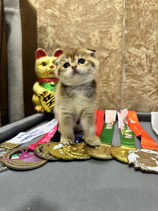 Продается шикарный скотиш фолд