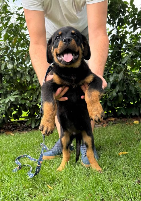 Pui rottweiler talie mare