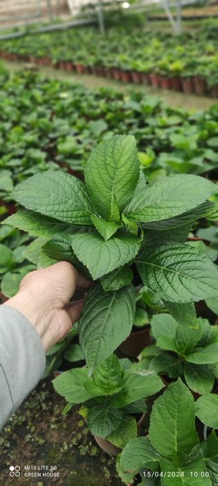 Gartenziya koʻchatlari tayyor