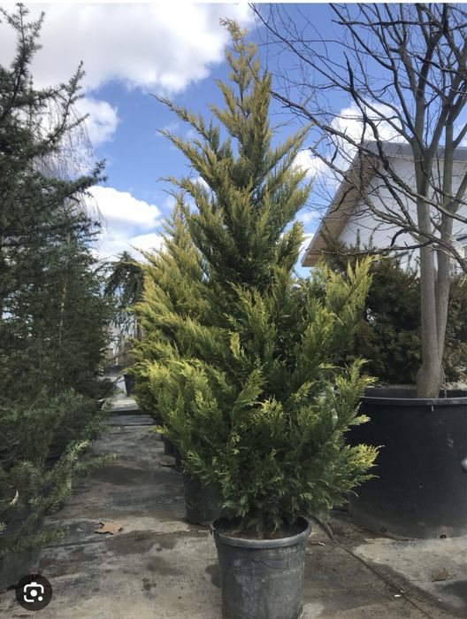 Cupressus leylandy toate dimensiunile