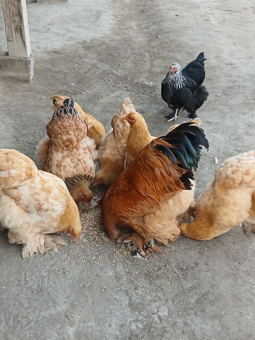 Burama tovuqlar samarqanda