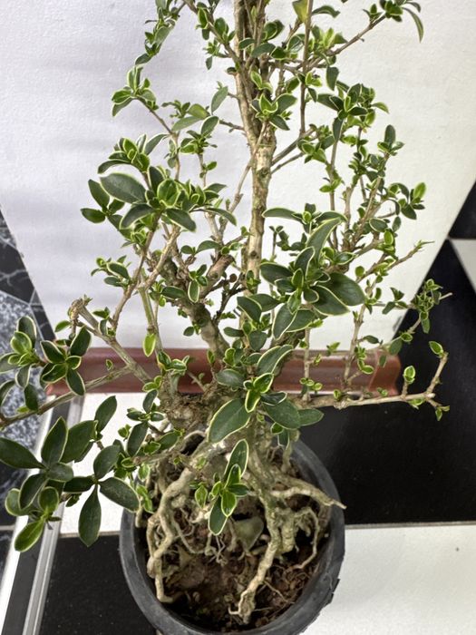 Продам бонсай Сирисса!