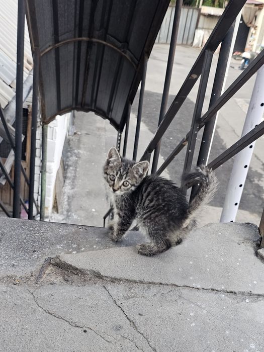 Котята девочка котя