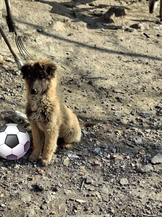 Donez doi catei de cinci luni