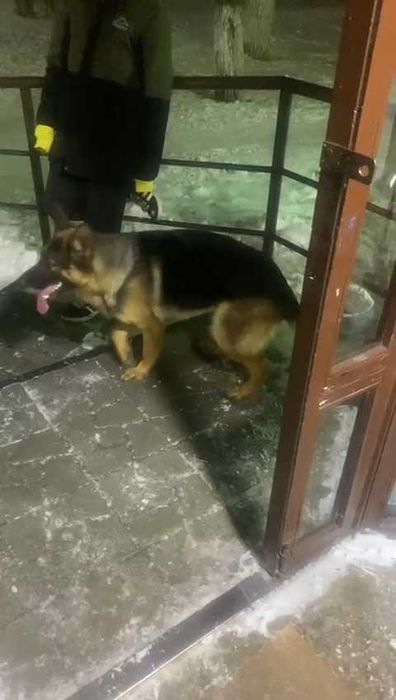 Чья потеряшка? Хозяин, забери!