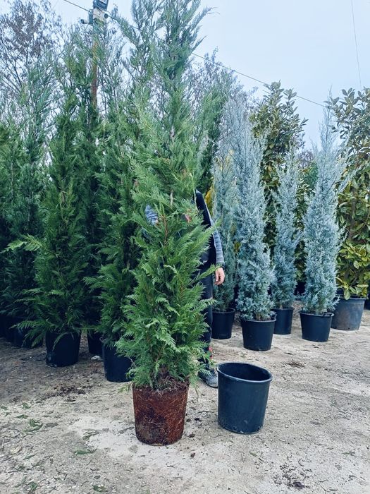 Leylandi gard viu veșnic verde