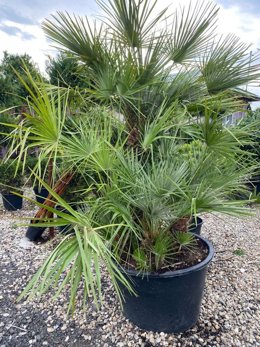 Plante exotice ,rezistente la ger