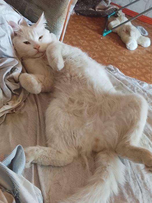 Отдам кота в хорошие руки