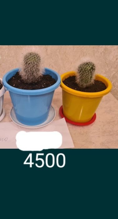 Цветы живые и искусственные