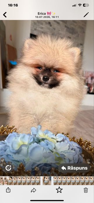 Pomeranian Boo Teddy Bear Mini Toy – Pui de vânzare | Pedigree FCI | Canisă Acreditată - animal de companie - jucarie - cel mai frumos cadou