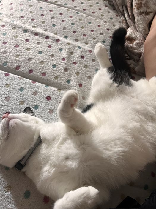 Motănel spre adoptie