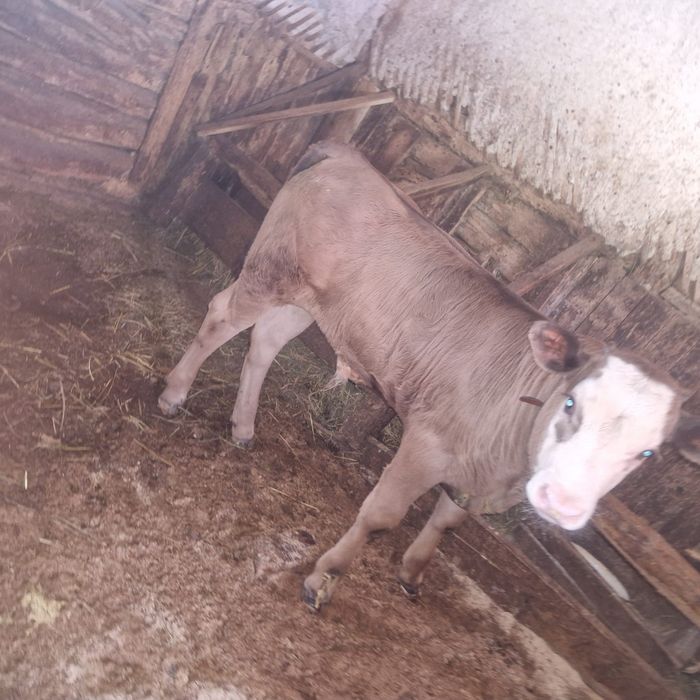 Vaca Baltata Romaneasca