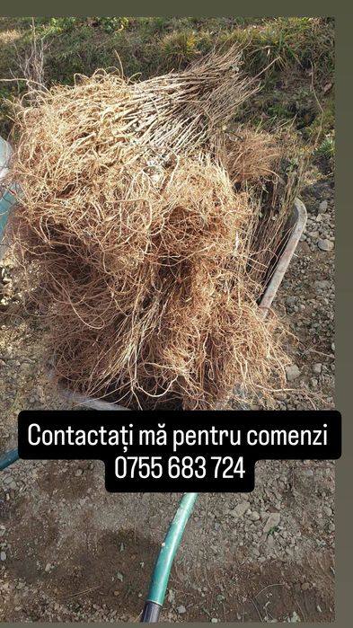 Vand puieți salcâm la 30 bani