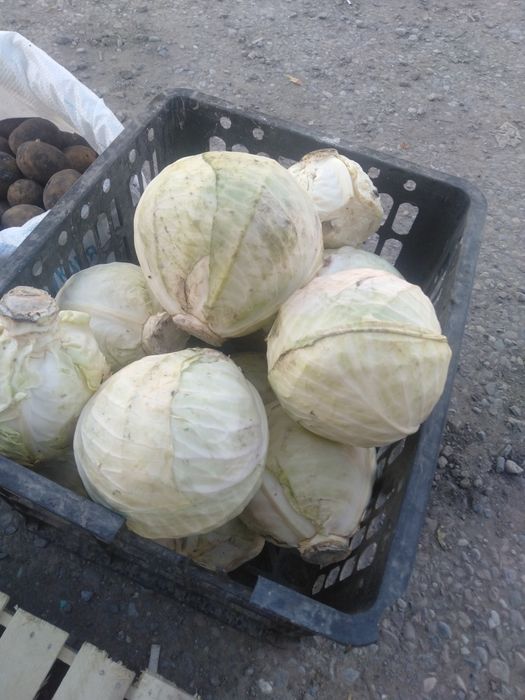 Капуста   бір басы 200 тг