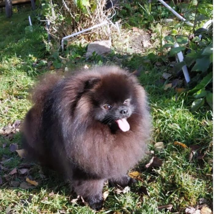 Шикарный мини мальчик без брака