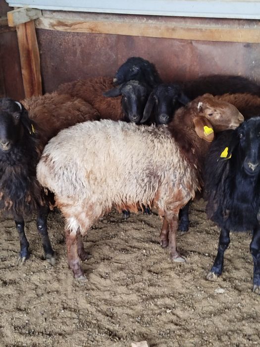 Қой,тоқты сатылады