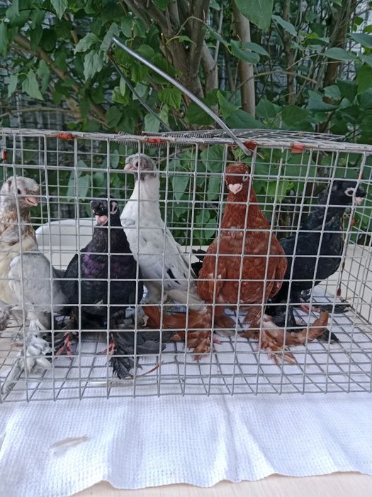 Продам малоносых голубей